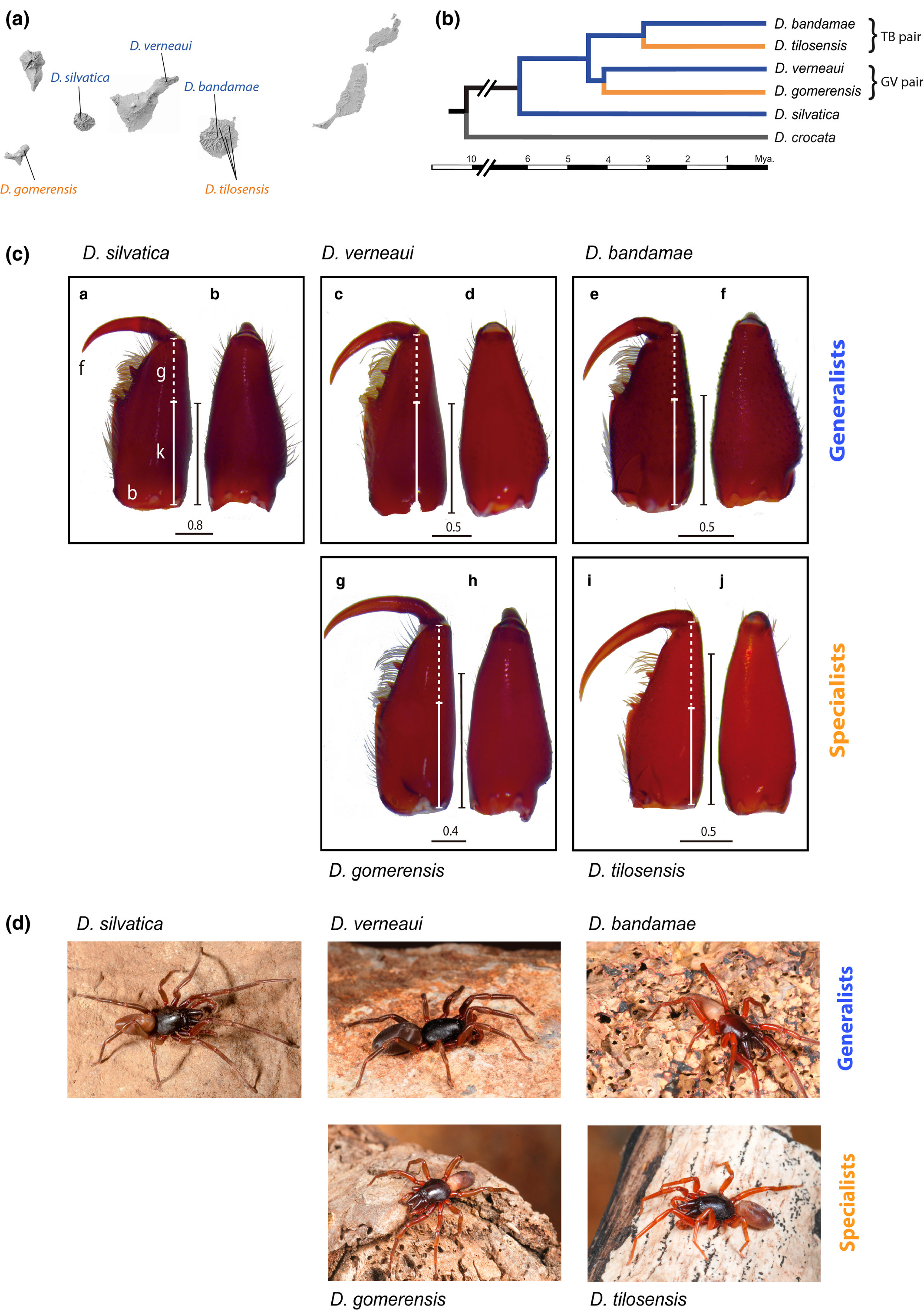 Predictability in evolution
