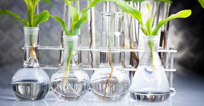 JAE Intro 2021 - Biotecnología de Productos Naturales