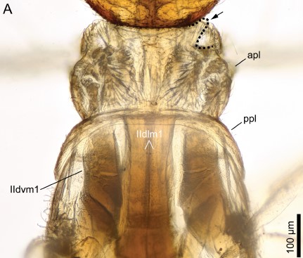 A new cavernicolous assassin bug from the Canary Islands (Hemiptera: Reduviidae: Emesinae: Collartidini)