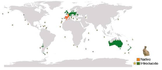 El conejo europeo y su impacto en la dispersión de semillas de las plantas nativas de Canarias