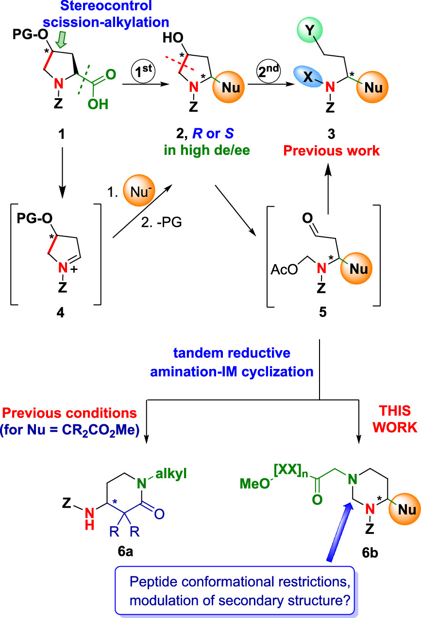 Conversion of Hydroxyproline “Doubly Customizable Units” to Hexahydropyrimidines: Access to Conformationally Constrained Peptides