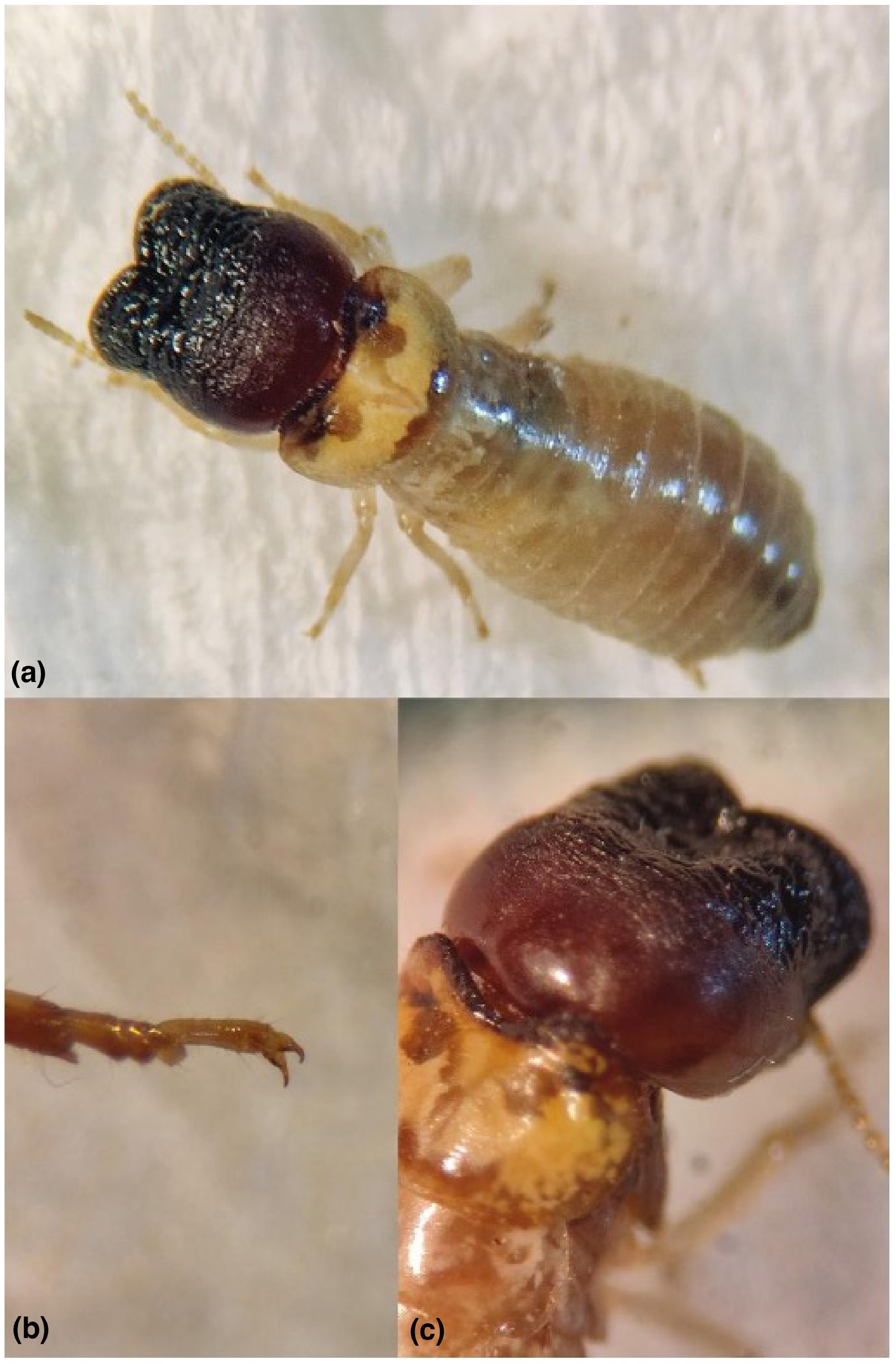 First outdoor records in the Old World of the invasive drywood termite, Cryptotermes brevis (Walker, 1853) (Kalotermitidae)