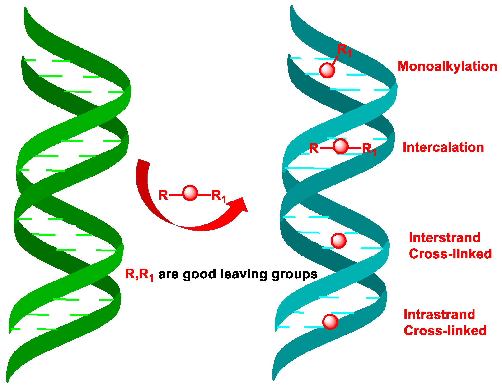 Dual-Action Therapeutics: DNA Alkylation and Antimicrobial Peptides for Cancer Therapy