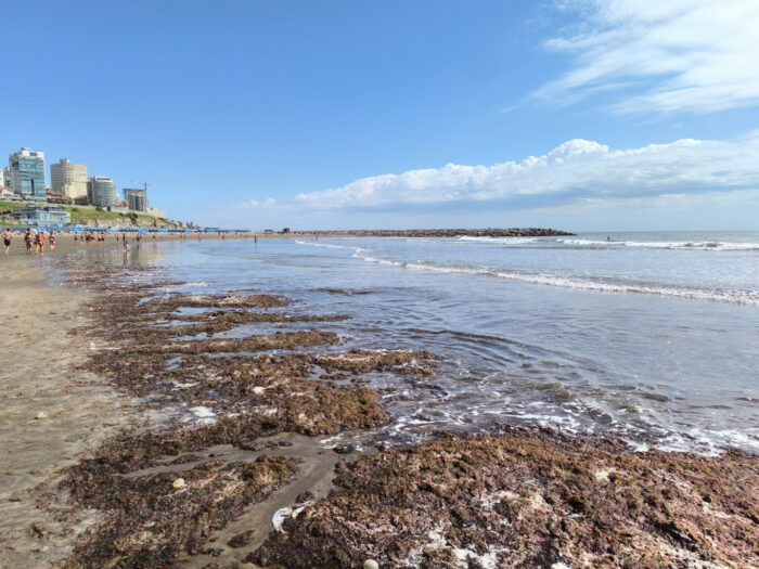 Arribazon de algas en la costa
