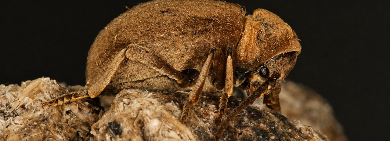 Casapus vestitus | Foto Rafel García