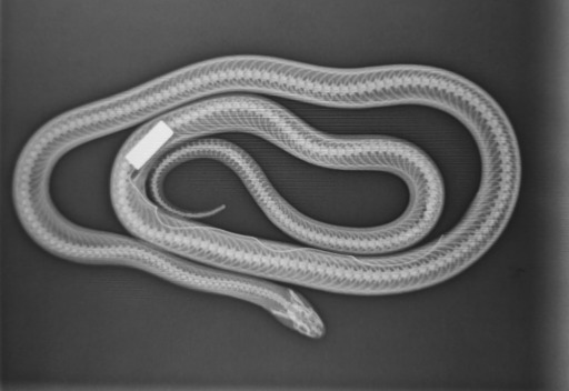 Imagen de rayos X de uno de los ejemplares con el transmisor