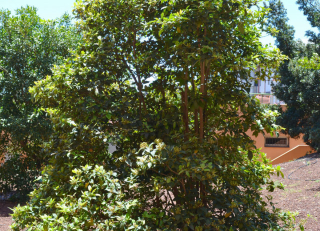 Follao (Viburnum rigidum). Familia Sambucaceae. Bosque de Laurisilva. Endemismo Canario. 