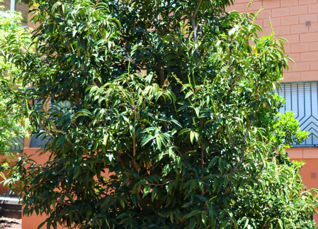 Hija (Prunus lusitanica). Familia Rosaceae. Bosque de Laurisilva. Autóctono.