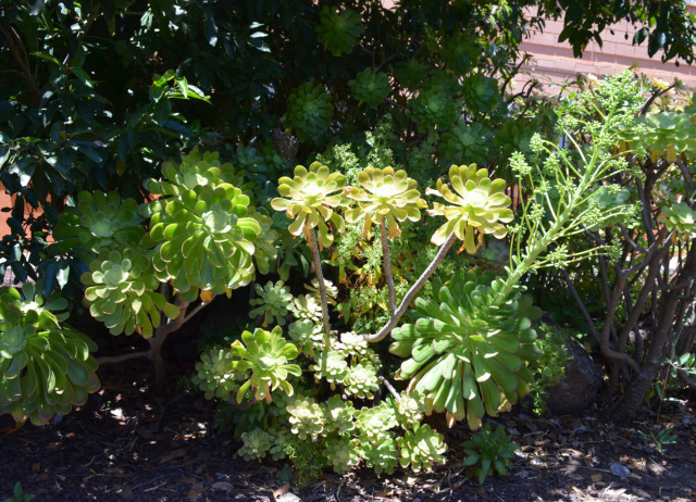Bejeque Puntero de Tenerife (Aeonium urbicum). Familia Crassulaceae. Bosque termófilo. Endemismo canario. 