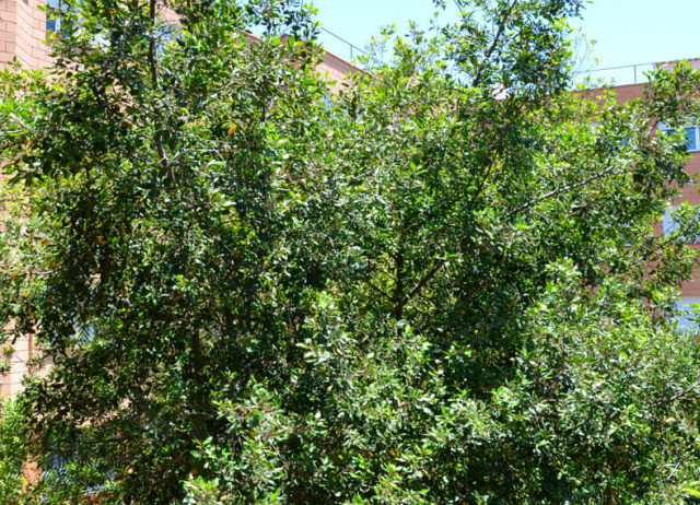 Sanguino (Rhamnus glandulosa). Familia Rhamnaceae. Bosque de Laurisilva. Endemismo Macaronésico. 