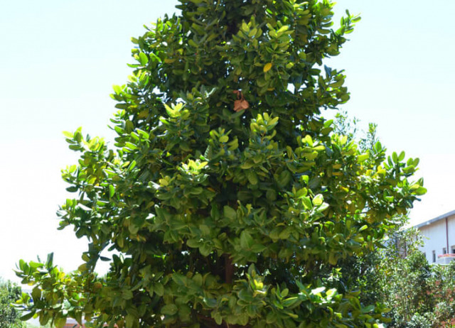Naranjero Salvaje (Ilex perado). Familia Aquifoliaceae. Bosque de Laurisilva. Autóctono.