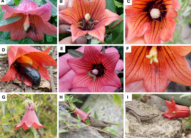 Impact of alien rats and honeybees