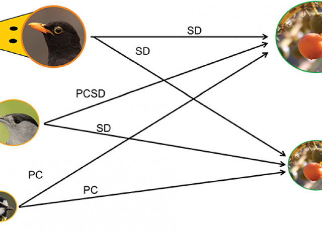 Unraveling the seed dispersal