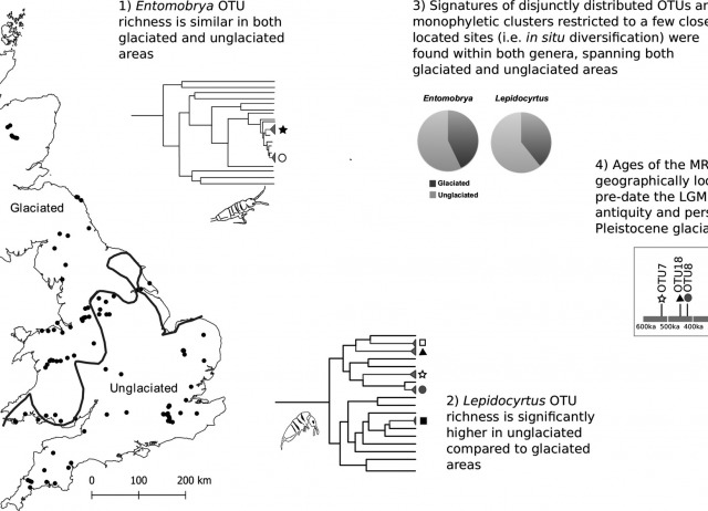 Evidence for the Pleistocene persistence