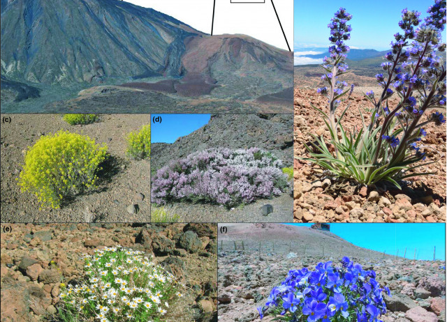 Beta diversity and specialization