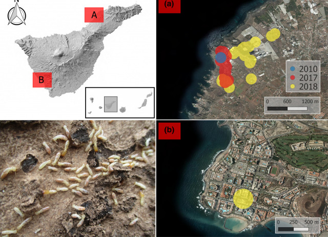 Reticulitermes flavipes