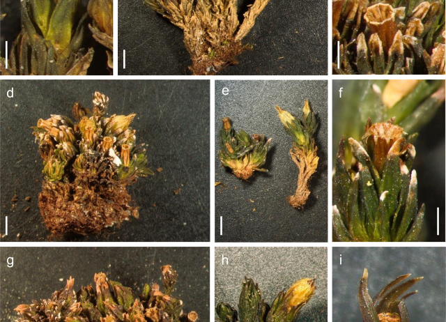 Orthotrichum shevockii