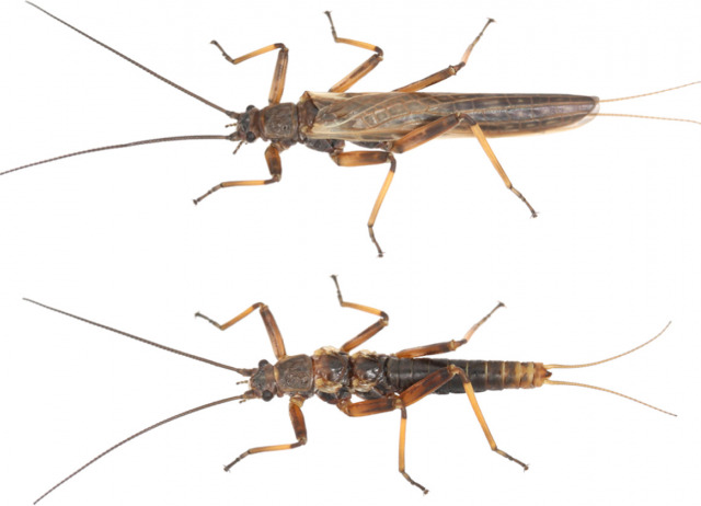 Dispersal limitation