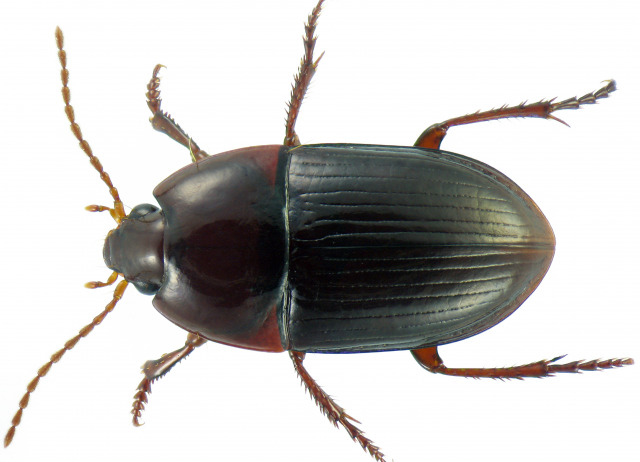 Amaroschema gaudini Jeannel, 1943. Familia Coleoptera/Carabidae. Bosque de laurisilva. Género endémico de Canarias, especie endémica de Tenerife
