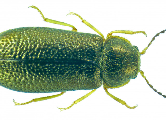 Aplocnemus sculpturatus (Wollaston, 1862). Familia Coleoptera/Dasytidae. Bosque de laurisilva, pinar. Endemismo canario.