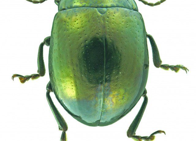 Chrysolina costalis costalis Olivier, 1838. Familia Coleoptera/Chrysomelidae. Bosque de laurisilva. Especie endémica de Tenerife