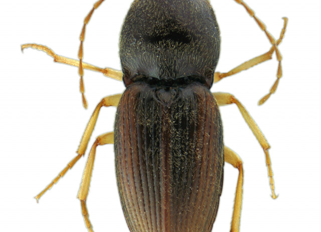 Coptostethus sp. Familia Coleoptera/Elateridae. 43 spp. endémicas de Canarias
