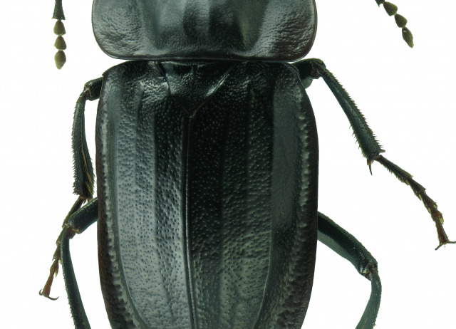 Heterotemna tenuicornis (Brullé, 1836). Familia Coleoptera/Silphidae. Bosque de laurisilva y raramente termófilo. Género endémico de Canarias, especie endémica de Tenerife.