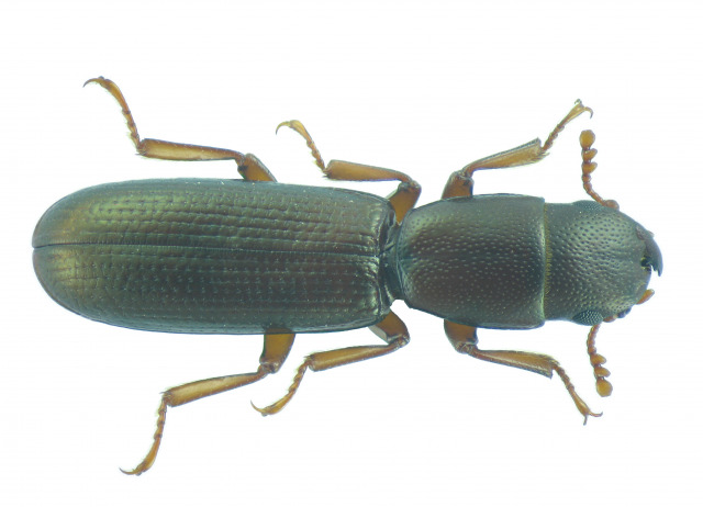 Leipaspis lauricola lauricola Wollaston, 1862. Familia Coleoptera/Trogossitidae. Bosque de laurisilva. Especie endémica de La Palma y Tenerife.