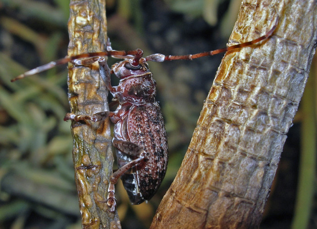 Lepromoris gibba (Brullé, 1838). Familia Coleoptera/Trogossitidae. Bosque tabaibal cardonal. Género endémico de Canarias.