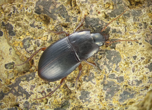 Paraeutrichopus harpaloides (Wollaston, 1864). Familia Coleoptera/Carabidae. Bosque termófilo y laurisilva. Género endémico de Canarias, especie endémica de El Hierro. 