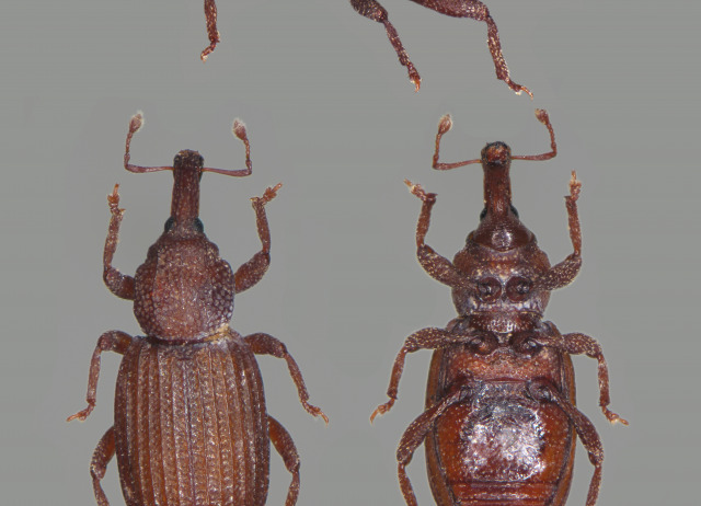 Styphloderes lindbergi Roudier, 1963. Familia Coleoptera/Carabidae. Medio subterráneo en cinturón halófilo costero. Especie nativa en Canarias.