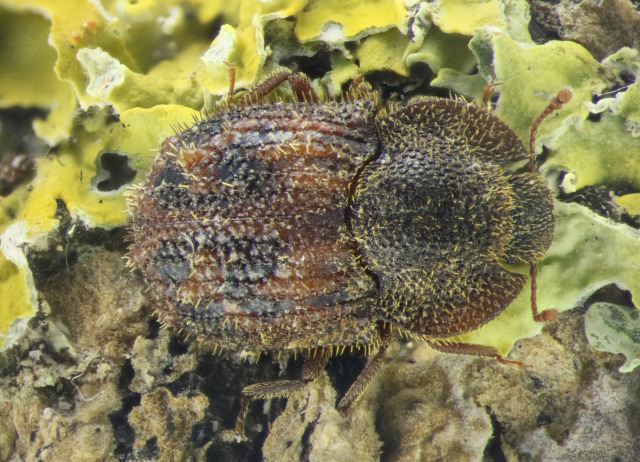 Tarphius setosus Wollaston, 1865. Familia Coleoptera/Zopheridae. Bosque de laurisilva. Especie endémica de El Hierro y La Gomera.