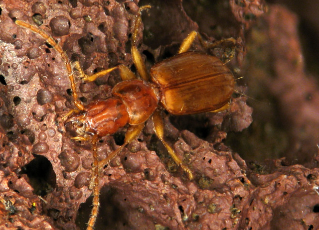 Thalassophilus subterraneus Machado, 1990. Familia Coleoptera/Carabidae. Medio subterráneo en termófilo y laurisilva. Género endémico de Canarias, especie endémica de Tenerife.