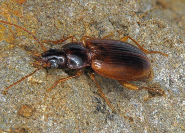 Trechus detersus Wollaston, 1864. Familia Coleoptera/Carabidae. Especie endémica de Fuerteventura y Lanzarote.