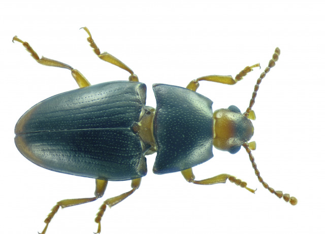 Xestus throscoides Wollaston, 1864. Familia Coleoptera/ Zopheridae. Bosque de laurisilva. Género endémico de Canarias, especie endémica de Tenerife.