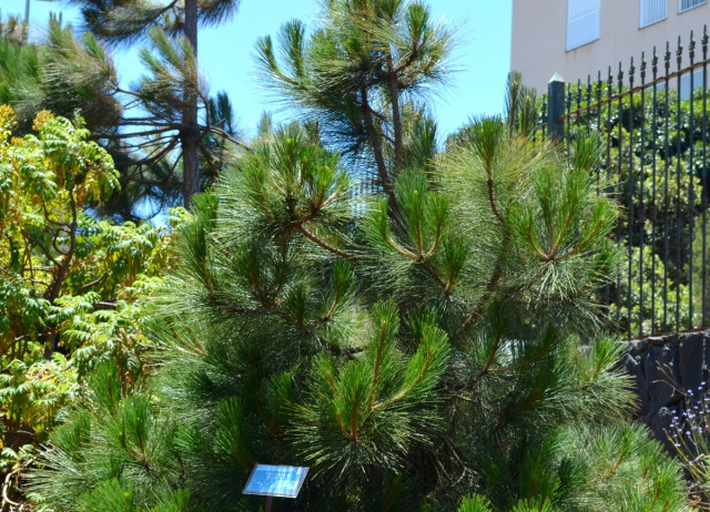 Pino canario (Pinus canariensis). Familia Pinaceae. Pinar canario. Endemismo Canario. 