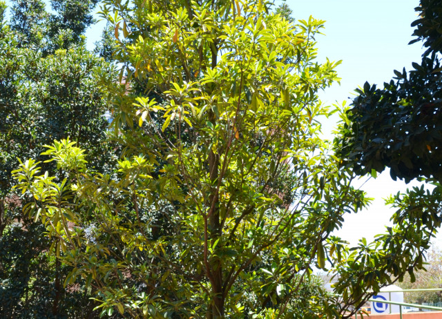 Marmolán (Sideroxylon marmulano). Familia Sapotaceae. Bosque termófilo. Endemismo Macaronésico.