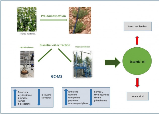 Composition and biocidal properties of essential oil