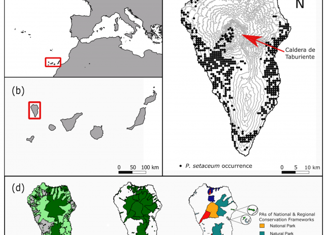Graminoid invasion in an insular endemism