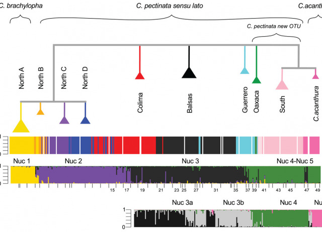 Introgressive hybridization in a Spiny-Tailed Iguana