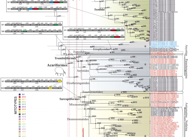 Mitochondrial Metagenomics Reveals the Ancient Origin