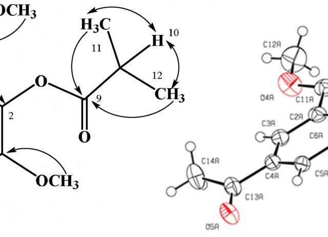 Benzofurans, benzoic acid derivatives, diterpenes and pyrrolizidine alkaloids from Peruvian Senecio