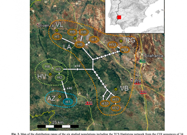 On the verge of below-ground speciation: A new species complex of microendemic endogean carabid beetles, Typhlocharis Dieck, 1869 (Coleoptera: Carabidae: Anillini), from south-west Iberian Peninsula