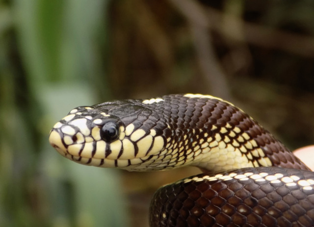 Lampropeltis californiae