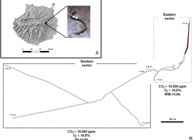 First report of the invasive alien species Caenoplana coerulea Moseley, 1877 (Platyhelminthes, Tricladida, Geoplanidae) in the subterranean environment of the Canary Islands