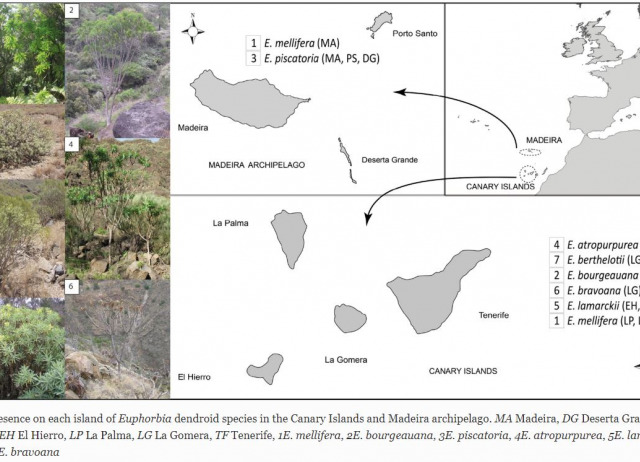 The importance of threatened host plants for arthropod diversity: the fauna associated with dendroid Euphorbia plants endemic to the Canary and Madeira archipelagos