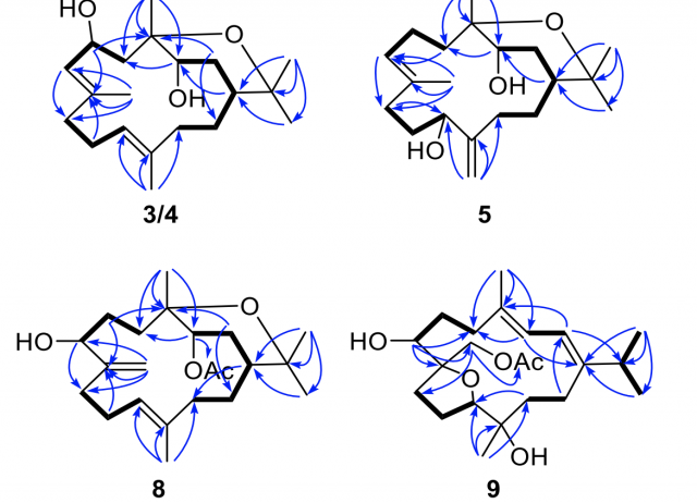 Rare new bicyclic cembranoid ethers and a novel trihydroxy prenylated
