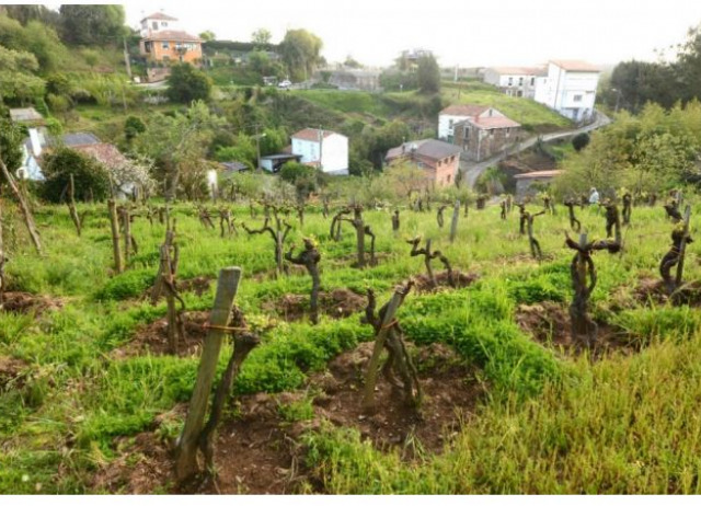 Patrimonios y culturas del vino en riesgo de desaparición: el caso de As Adegas do Viño do País (Betanzos, Galicia)