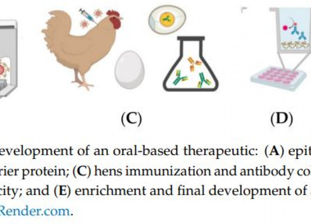 Can Immunization of Hens Provide Oral-Based Therapeutics against COVID-19?