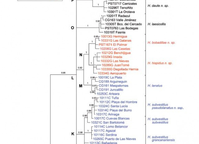 The Genus Herpisticus Germar, 1823 From The Canary Islands (Coleoptera: Curculionidae: Entiminae: Tanymecini)